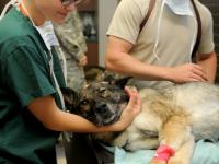 Finding the Best Pet Clinic in Kanpur: A Complete Guide