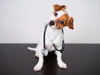 A Guide to Choosing the Best Pet Clinic in Kanpur