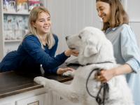 Comprehensive Guide to Finding the Best Dog Clinic in Kanpur